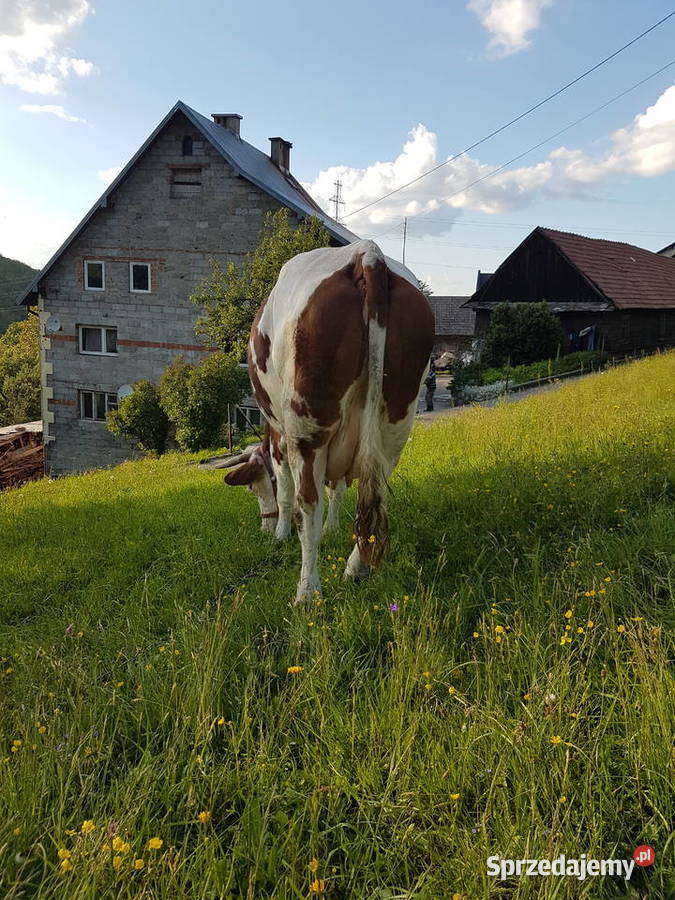 Krowa simental Rytro sprzedam