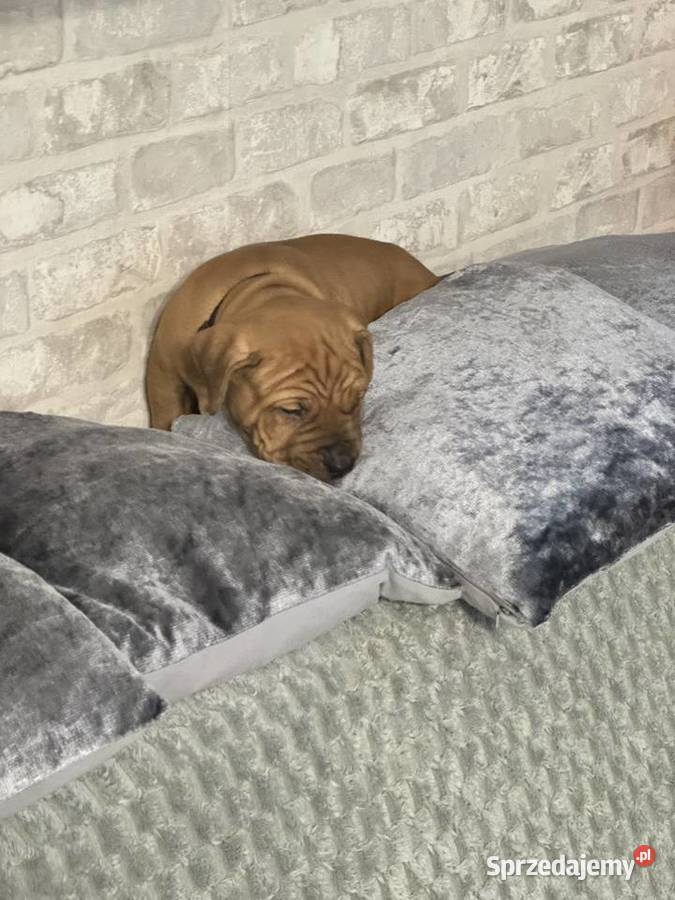 Rednos american Pit bull terrier szczeniaki Psy