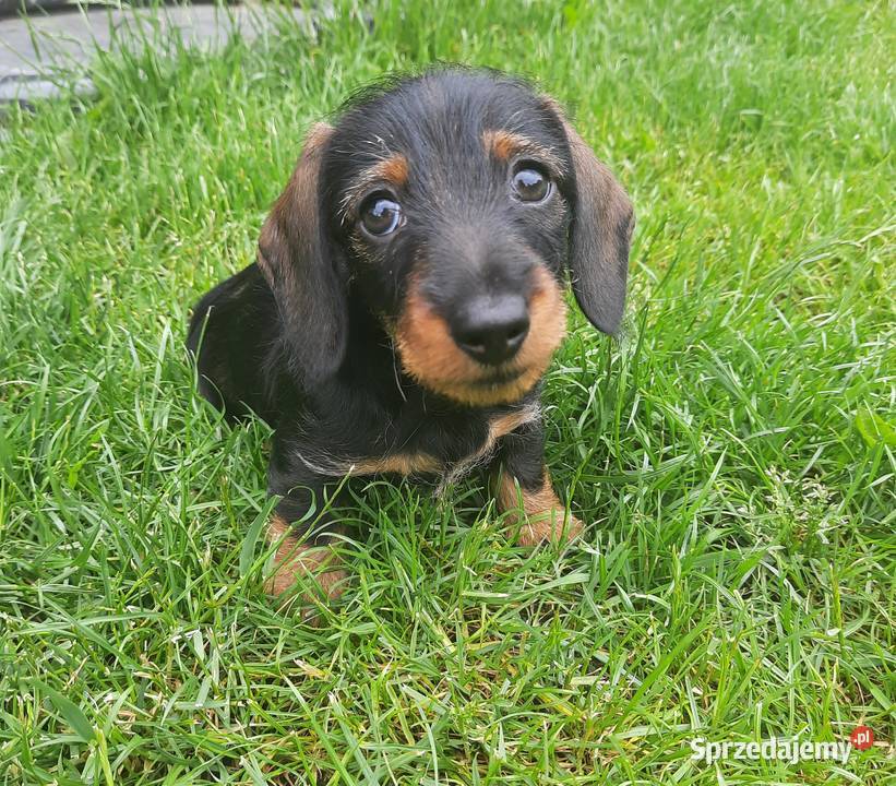 Jamnik szorstkowłosy króliczy Budzyń