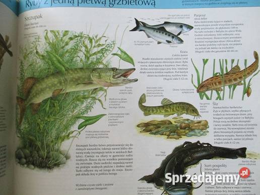 Nasze ptaki TurynNasza przyroda rośliny i Łódź