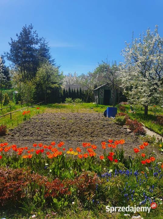 Działka ROD Oleśnica