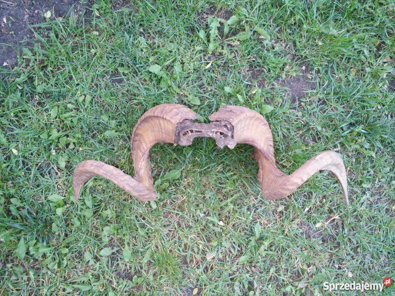 Poroże ślimy muflona Świebodzin sprzedam