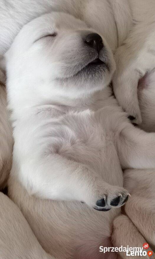 Szczeniaki labrador retriever Łużna sprzedam