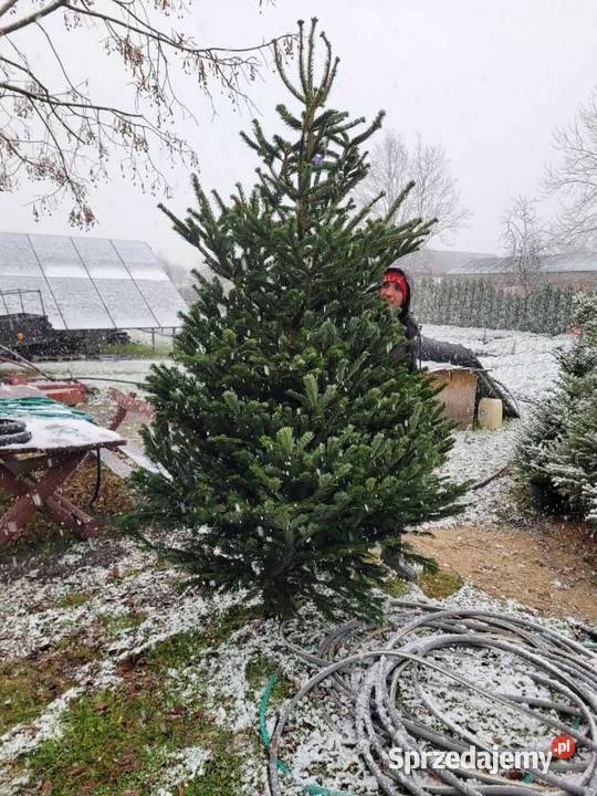 Choinki dowóz Producent Lublin