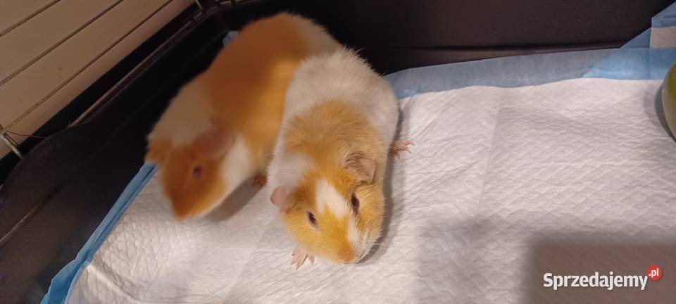 TEDDY SAMCZYK 55 MIES RUBINOWE OCZY I MNIEJSZY Kórnik sprzedam