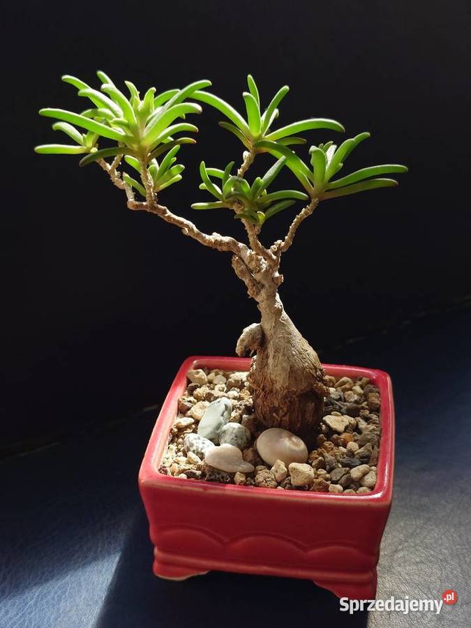 Sukulent bonsai Delosperna bosseranum doniczka