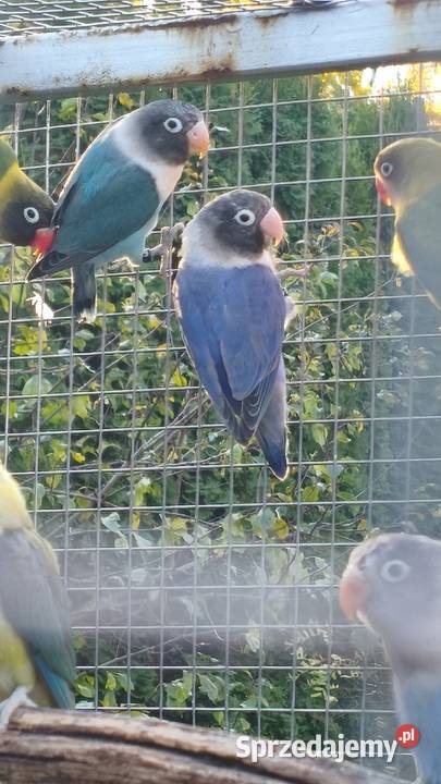 Nierozłączki Zwierzęta małopolskie Wielmoża