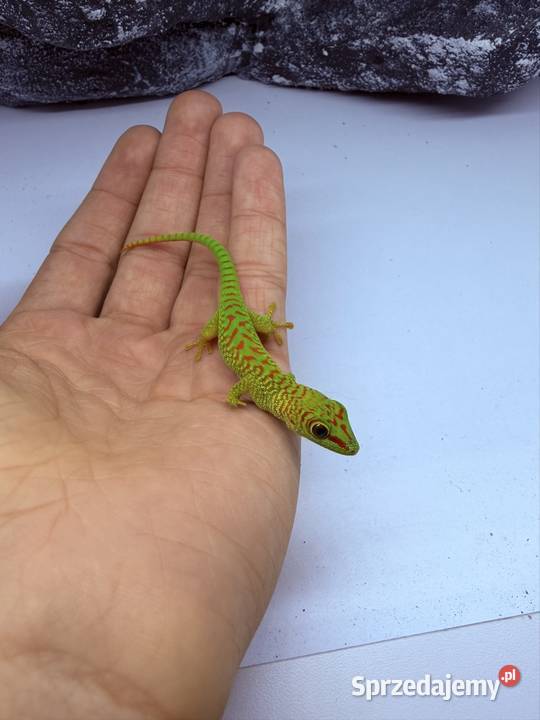 Felsuma madagaskarska felsumy madagaskarskie Tczew