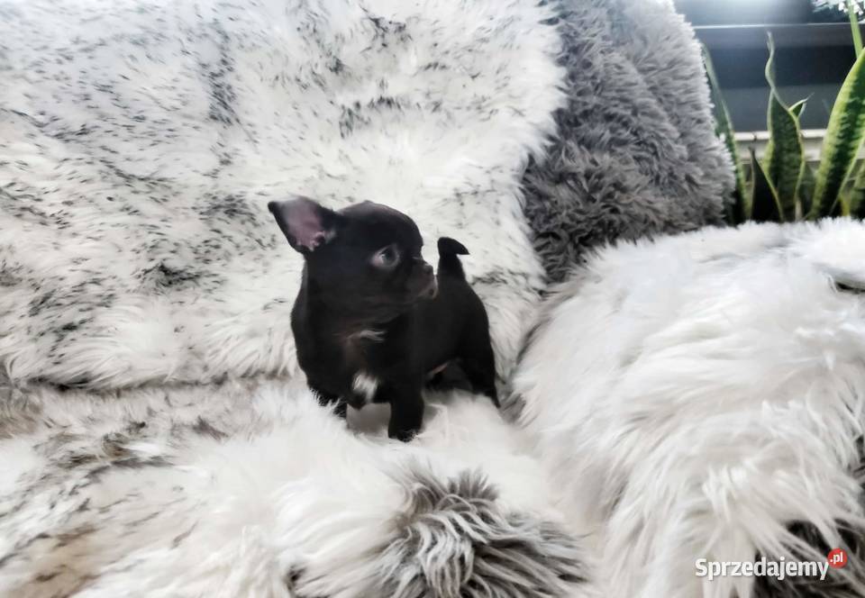 Chłopcy chihuahua gotowi do odbioru piękne Ciszkowo