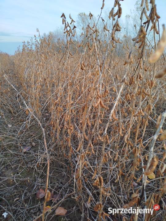 Soja zbiór 2025 idealna kur większą nośność