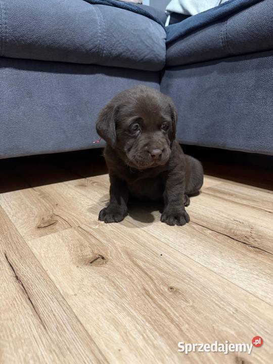 Pieski i suczki Labradora Retriever czarnego