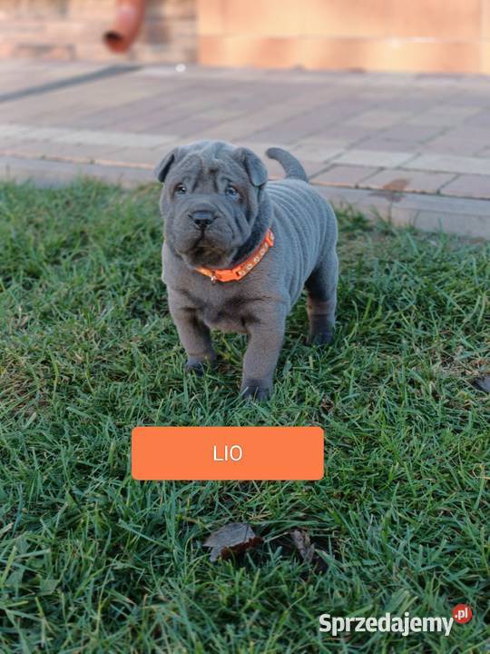 Szczenięta shar pei rodowód Wyszków sprzedam