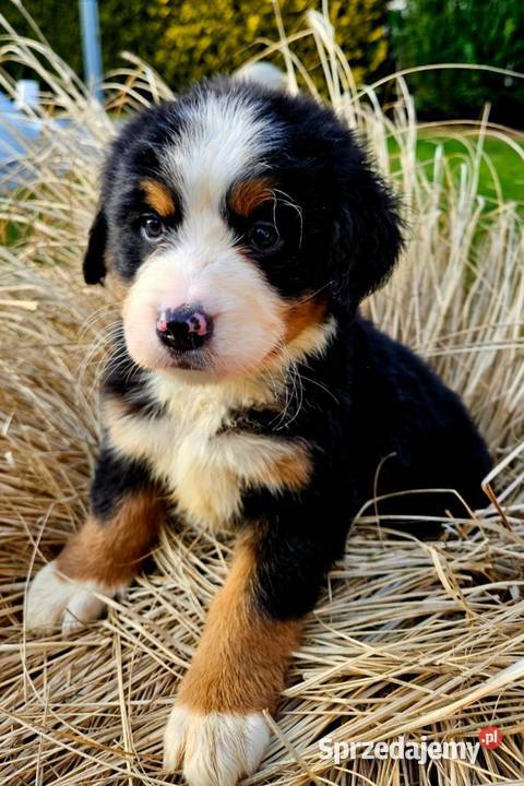 Berneński pies pasterski Radom sprzedam