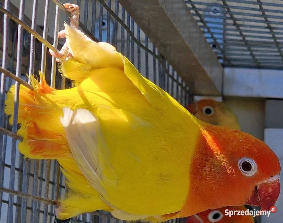 Nierozłączka Fischer młode łatwo się oswajają i Poznań