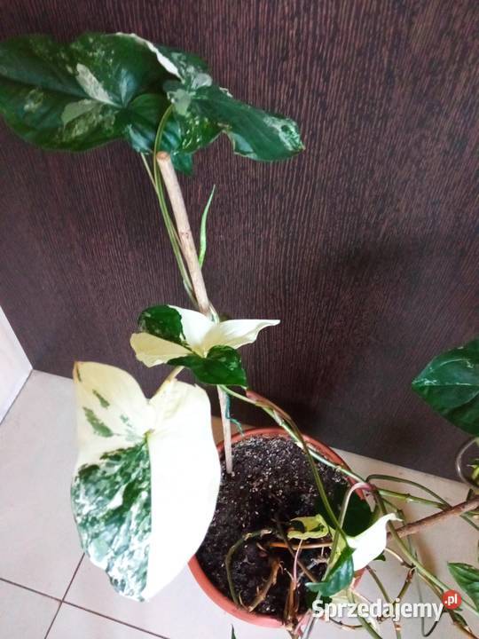 Piękne syngonium 10 i nie Białystok