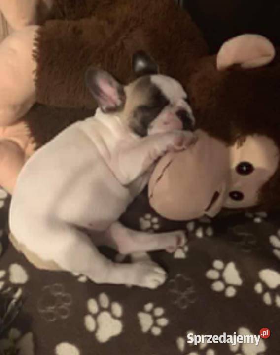 Buldog Francuski