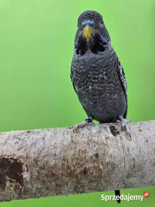 papużka falista blackface łatwo się oswaja może