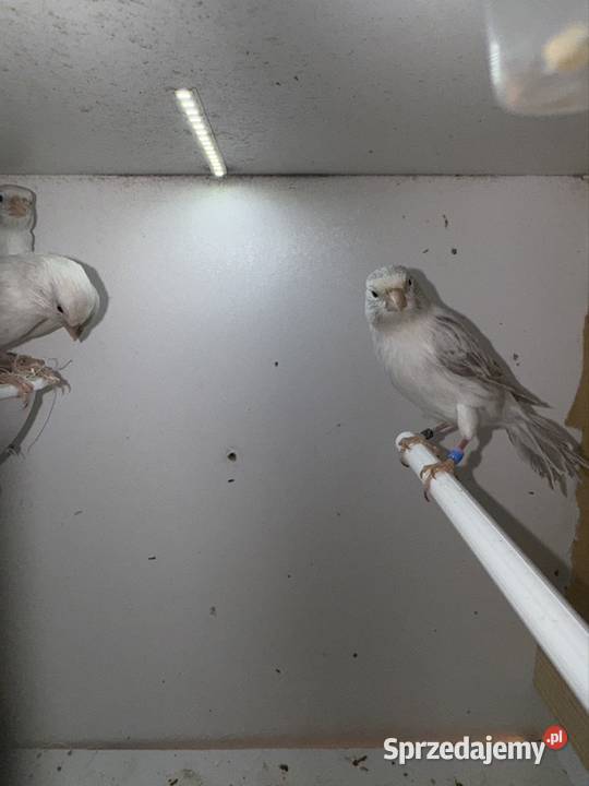 Kanarki białosrebne Kraków