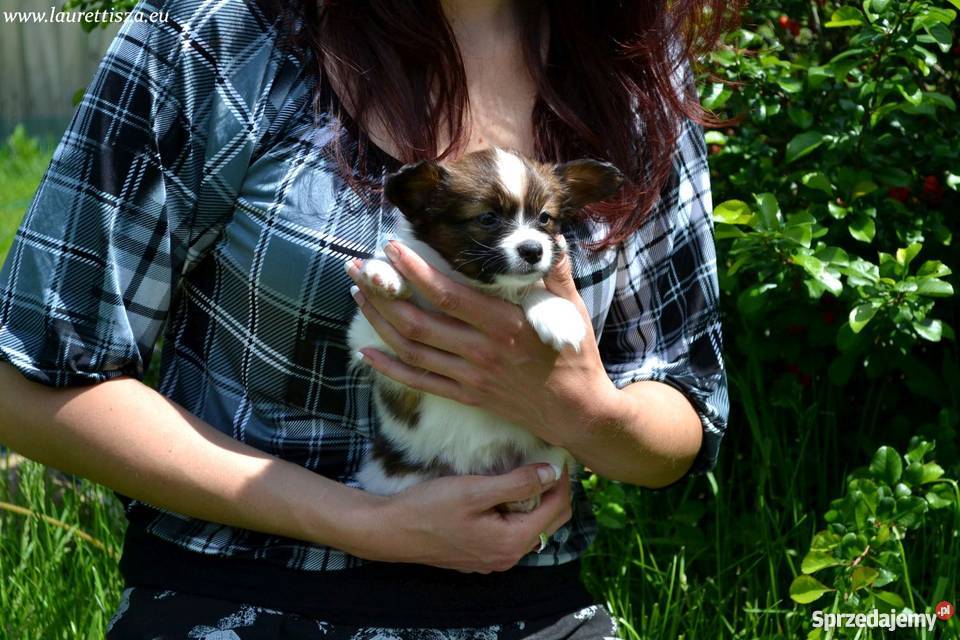 śliczny PAPILLON Spaniel Miniaturowy szczeniak Pionki