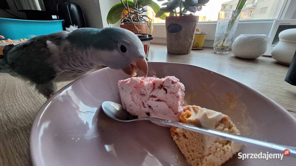 Papuga Mnicha Luboń