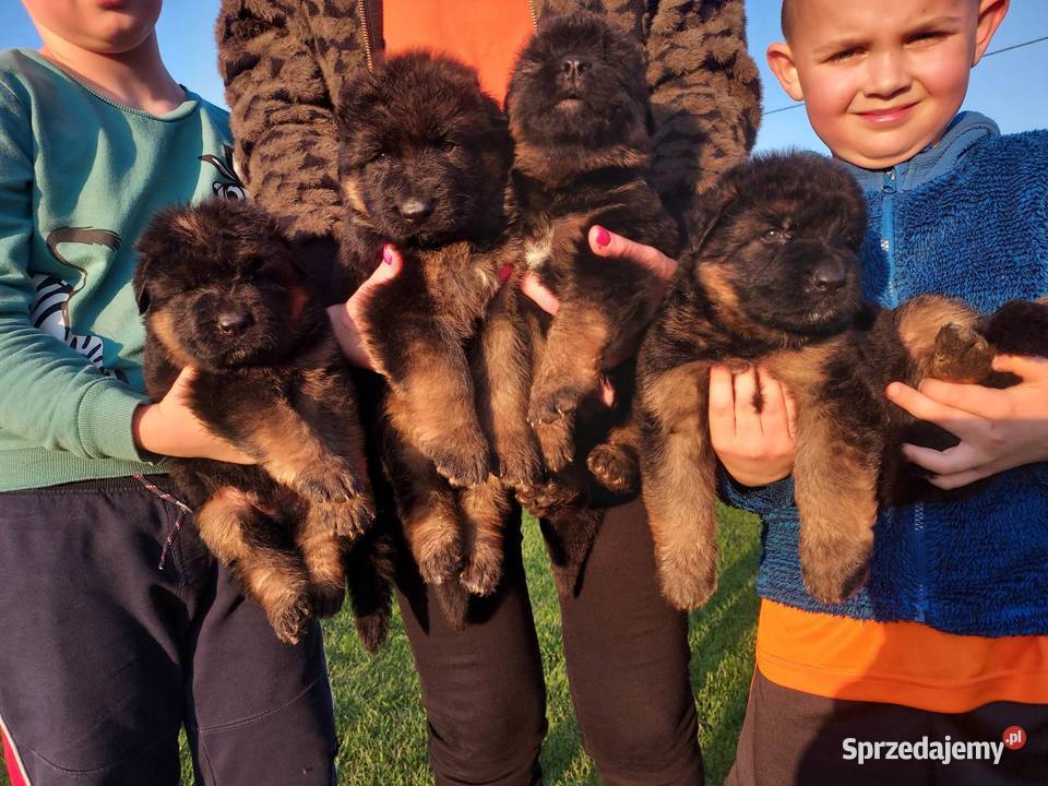 Owczarek Niemiecki Długowłosy Szczenięta FCI wielkopolskie Łuszczanów sprzedam