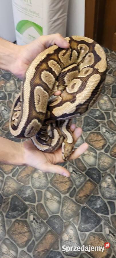 Sprzedam dorosłą samice regiusa phantom fire het