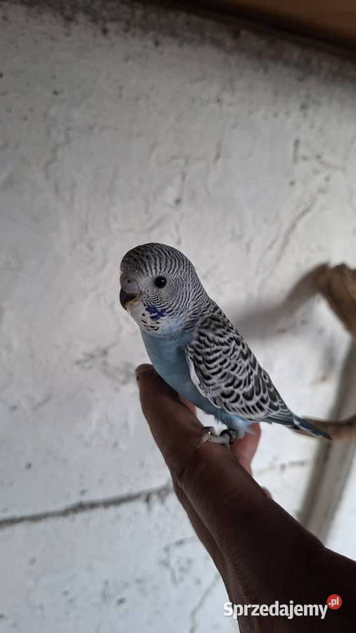 Faliste szpalt bleckface blackwing Jarocin