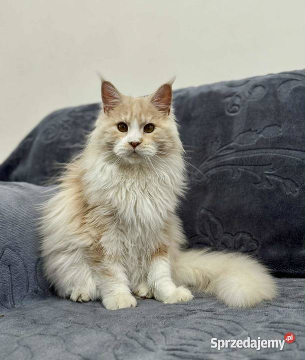Maine Coon Kocur WCF 5 pokoleniowy rodowód Daleszyce