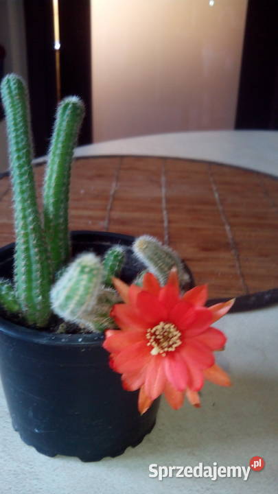 Kup kaktusik begonię podlaskie
