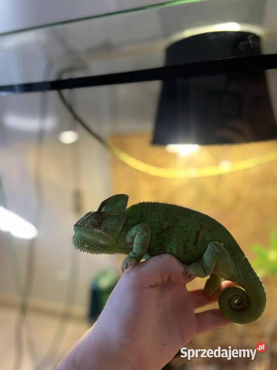 Kameleon Jemeński 2letnia samica terrarium z Pozostałe Dąbrówka