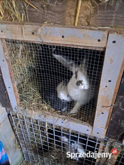 Samica z młodymi króliki Kościan