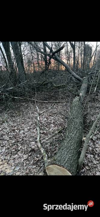 Sprzedam drewno dębowe odbiór własny z lasu