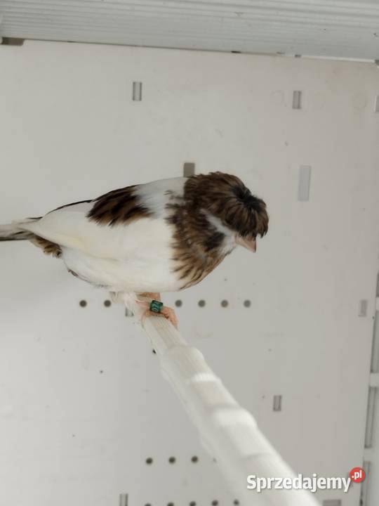 Kanarki Gloster samce 26 r wielkopolskie Gostyń sprzedam
