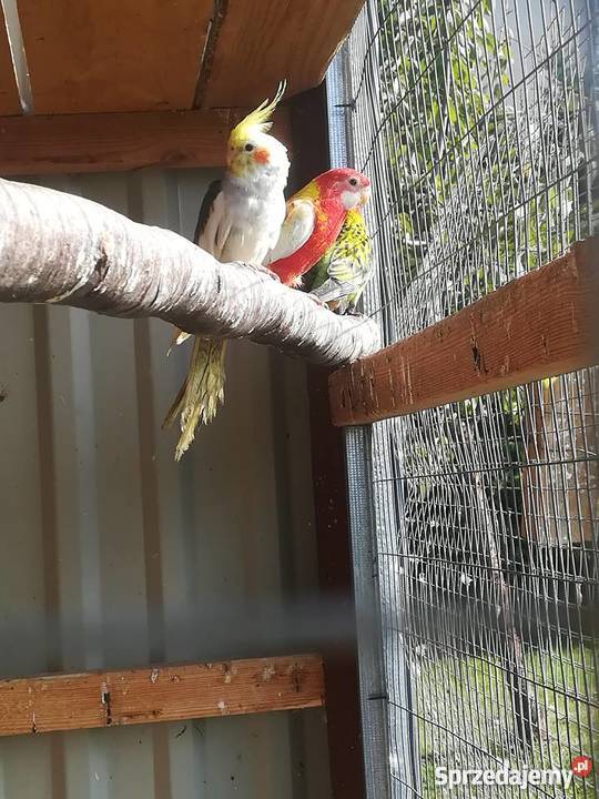 sprzedam rozelle białolice różne mutacje Wodzisław Śląski