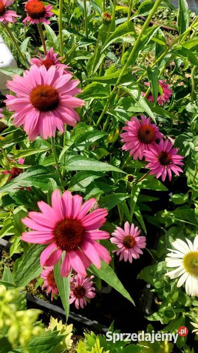 Byliny Jaszczów-Kolonia