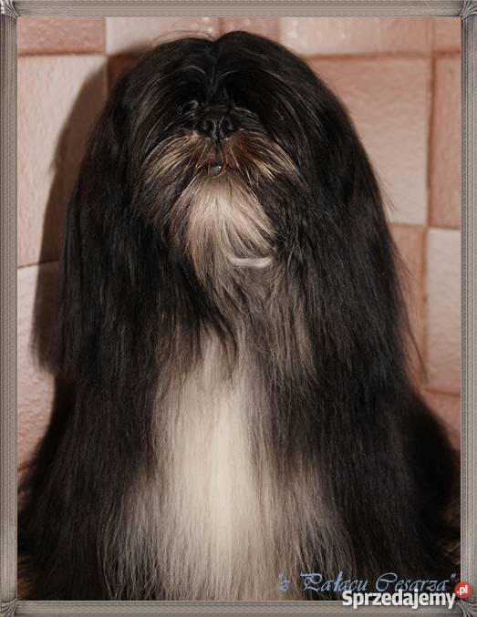 LHASA APSO kuzyn shih tzu Już do odbioru Hodowla Mysłowice sprzedam