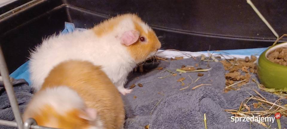 W POZNANIU DO 21 G SPRZEDAMY DWA TEDDY 55 MIES