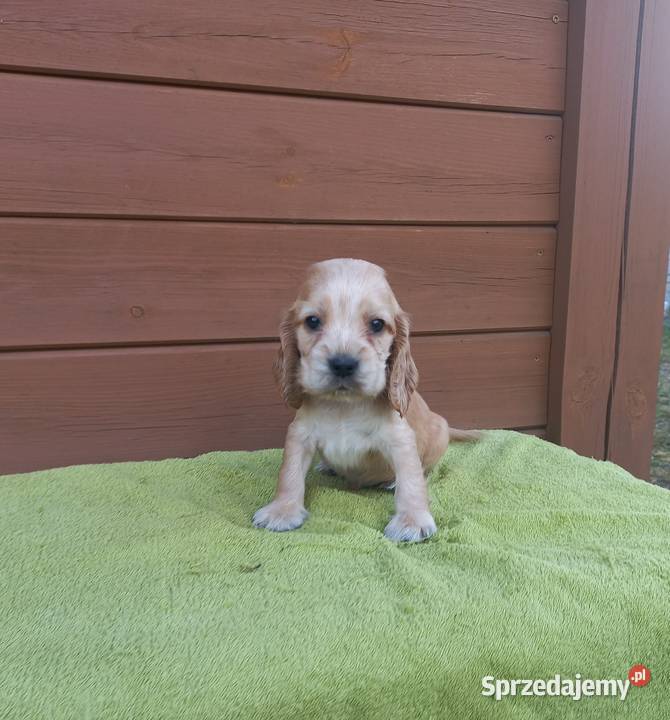 Cocker Spaniel Angielski Piesek Nosek czarny wielkopolskie