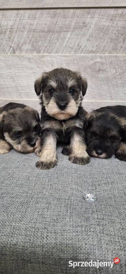 Sznaucer Miniaturowy suczki i pieski Sznaucer Przysucha