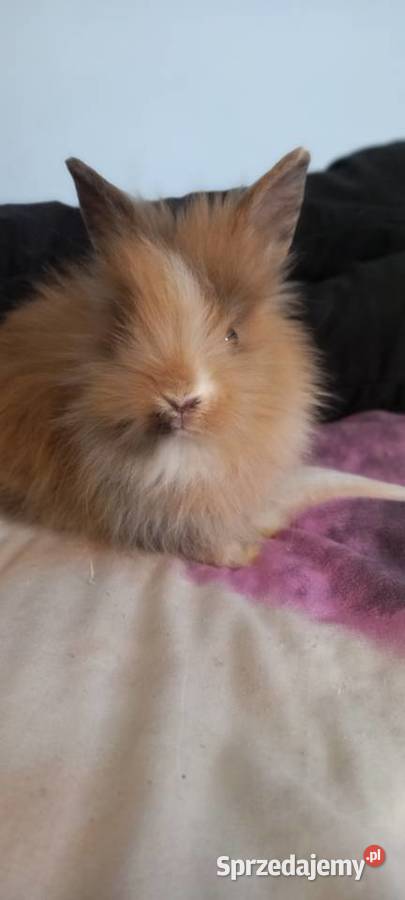 Sprzedam króliki miniaturki Krosno