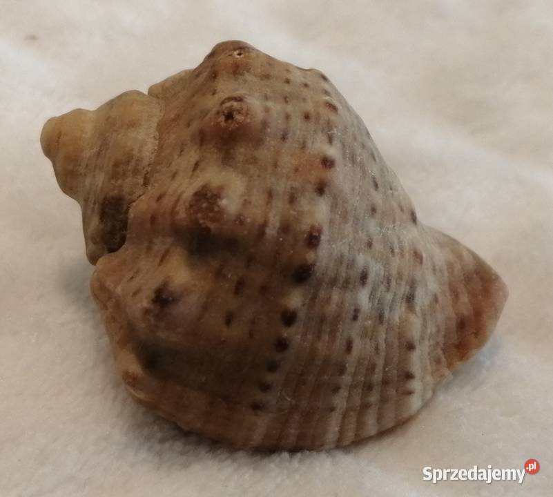 Muszla 42 64 Kreatywne śląskie