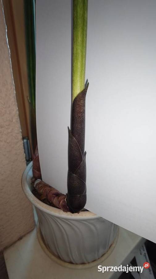 Sansevieria bacularis z kolekcji odrost liść 54 Warszawa