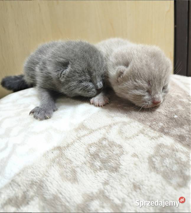 Kot brytyjski kocurki rodowód liliowy blue sprzedam