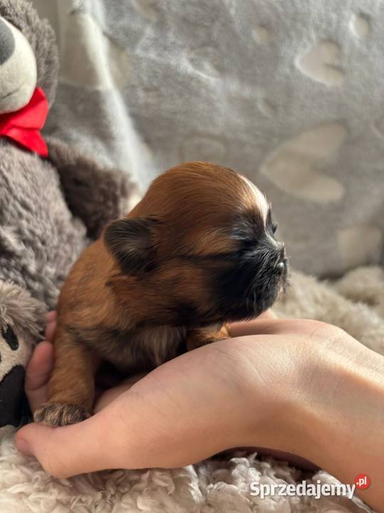 ShihTzu suczka odbiór w grudniu Strzelce Opolskie