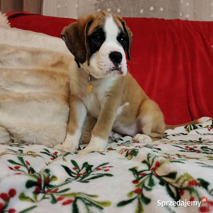 Bokser szczenięta przebadanych rodzicach Zakrzów