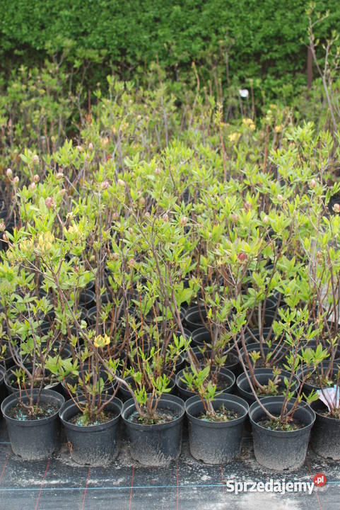 Thuje Szmaragd azalie szkółki wielkopolskie Pleszew sprzedam