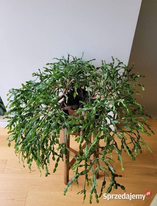 Zygokaktus grudnik Szlumbergera kaktus Warszawa sprzedam