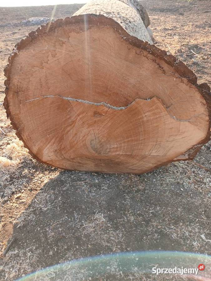 Sprzedam drewno orzech wloski