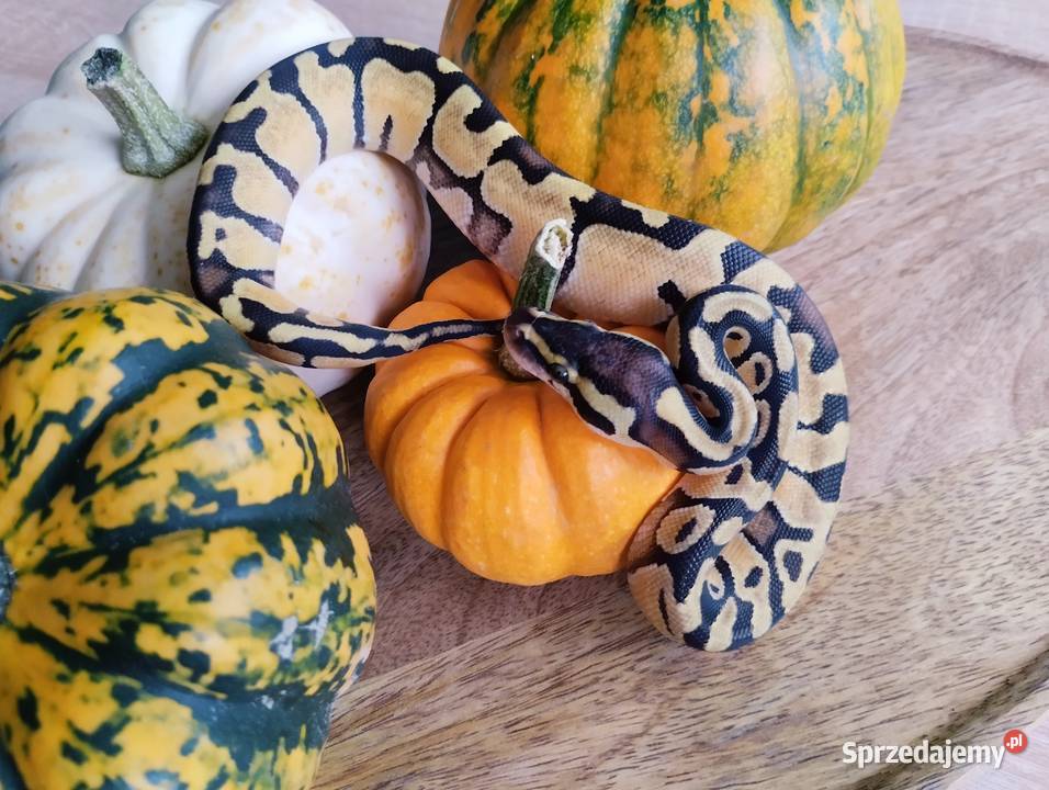 Pyton królewski węże warmińsko-mazurskie Elbląg