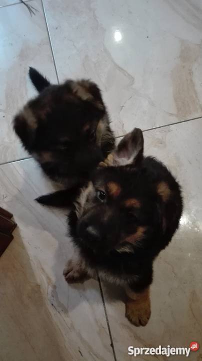 Szczeniaki owczarek niemiecki Owczarek Świdnica